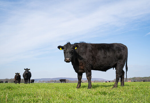 Schwarze Angus-Kuh steht stolz in Seitenansicht auf gr&uuml;ner Weide unter blauem Himmel.