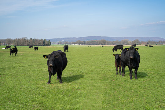 Schwarze Angus-Mutterk&uuml;he mit Kalb auf gr&uuml;ner Weide unter blauem Himmel.