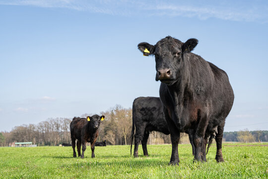 Schwarze Angus-Mutterkuh steht aufmerksam mit Kalb auf gr&uuml;ner Fr&uuml;hlingsweide.