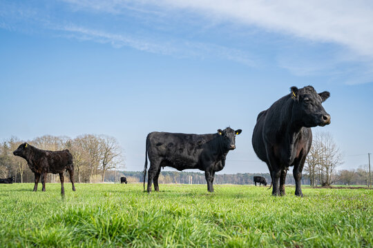 Schwarze Angus-Mutterkuh mit F&auml;rse und Kalb auf gr&uuml;ner Weide unter blauem Himmel.
