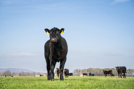 Schwarze Angus-Kuh steht stolz in Seitenansicht auf gr&uuml;ner Weide unter blauem Himmel.