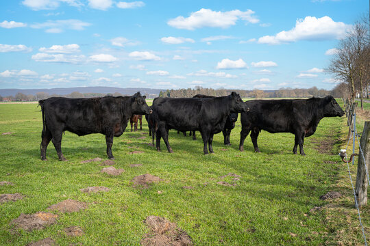 Schwarze Angus-Mutterk&uuml;he und F&auml;rsen stehen in einer Reihe auf der Weide am Elektrozaun.