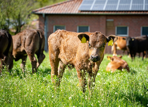 Junge Limousin-Kalb auf bl&uuml;hender Weide vor Stallgeb&auml;ude mit Photovoltaikanlage.