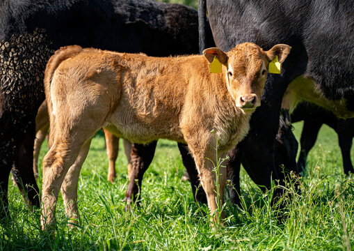 Junges Limousin-Kalb steht gesch&uuml;tzt vor adulten Rindern auf der gr&uuml;nen Weide