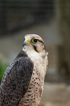 Close-Up Portrait Of A Falcon Raptor Showing Detailed Feathers And Sharp Hooked Beak