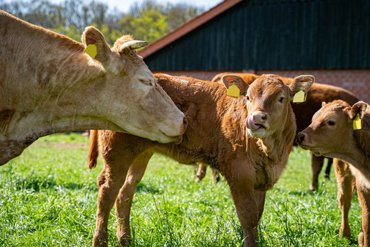 Mutterkuh leckt ihr Kalb auf der Weide bei der K&ouml;rperpflege