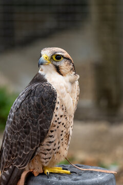Close-Up Portrait Of A Falcon Raptor Showing Detailed Feathers And Sharp Hooked Beak