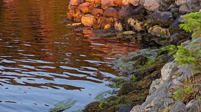 Massive granite rocks featuring vibrant natural patterns and small wild plants growing on them. Norway, Toska. August

