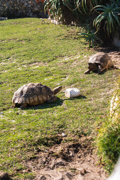 Two leopard tortoises crawl slowly over grassy lawn near succulent plants under bright daylight in a park setting in Cape Town, South Africa.