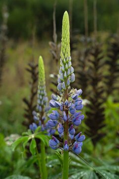 large-leaved lupine (Lupinus polyphyllus)