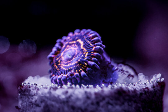 Stratosphere Zoanthid Coral Macro Close-Up in a Saltwater Reef Aquarium