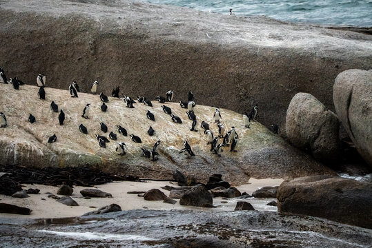 African penguins congregate across coastal granite rocks and sandy shore at Boulders Beach near Cape Town, South Africa, beside the ocean water.