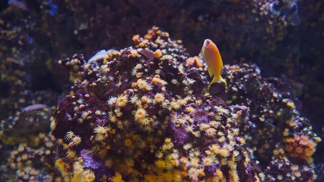 Yellow reef fish swimming beside rock covered in orange cup coral polyps in aquarium