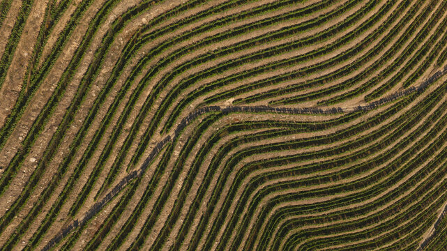 Aerial view of terraced vineyards in the Douro Valley, showcasing geometric patterns of lush green vines and dry earth under warm sunlight in Portugal.