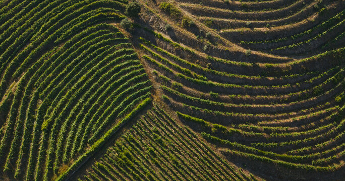 Aerial view of terraced vineyards with lush green vines planted along the steep slopes of the Douro Valley, showcasing the intricate patterns of traditional viticulture in Portugal.
