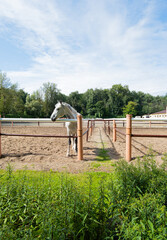 Horse stands near wooden fence in a stable area on a sunny day © Elena