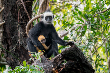 A Laotian Langur - Trachypithecus laotum sits with orange young on a branch in Laos, Asia. © Rob