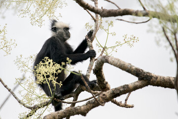 A Laotian Langur - Trachypithecus laotum sits on a branch and eats flowers in Laos, Asia. © Rob