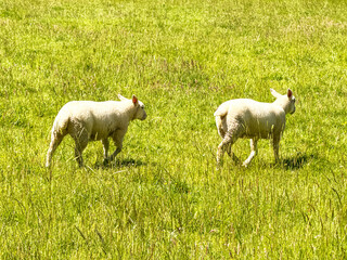 Fototapeta premium Two lambs walking across a field of lush grass in summer.