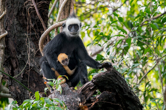 A Laotian Langur - Trachypithecus laotum sits with orange young on a branch in Laos, Asia.