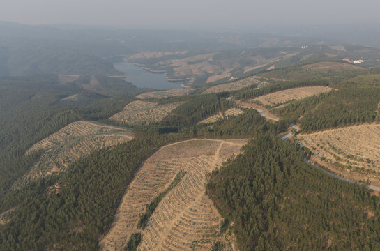 Aerial view of deforested patches of eucalyptus trees across mountainous terrain with a reservoir and winding roads in the center of Portugal.