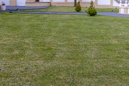 Grass Lawn at Cultivated Garden in Craiova Romania Spring Day