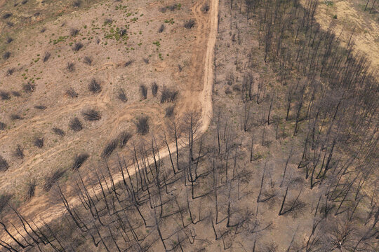 Aerial view of a mountain landscape in Portugal showing scorched trees and recovering vegetation one year after a wildfire, with a dirt path winding through the burnt forest.