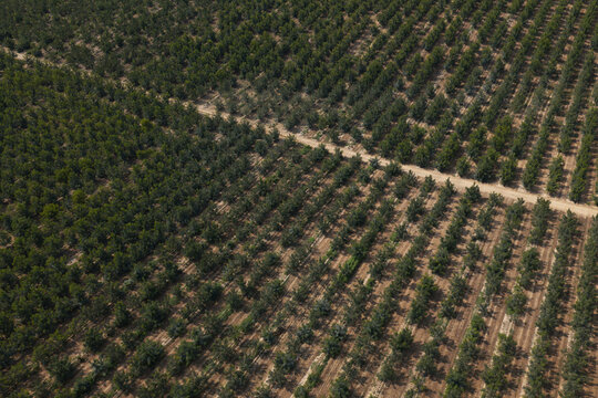 Aerial view of rows of walnut trees in a large plantation with a dirt path running through the field in Portugal.