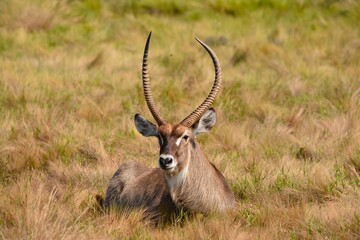 Male waterbuck resting in coastal grasslands at Cape Vidal, iSimangaliso Wetland Park © Michael