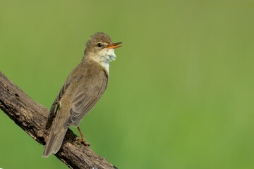 Obraz premium Marsh Warbler Singing on a Branch