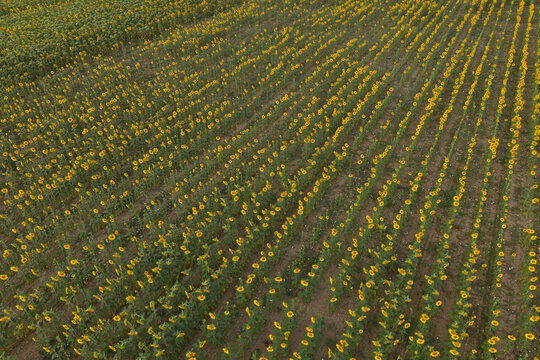 Aerial view of rows of sunflowers planted in a large farming field in Portugal.