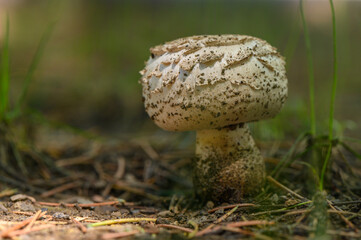 Lone mushroom rising from earthy forest floor surrounded by delicate grass and scattered pine needles in a sunlit glade © Михаил Шорохов