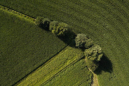 Aerial view of green agricultural fields with rows of crops and a line of trees in Portugal.