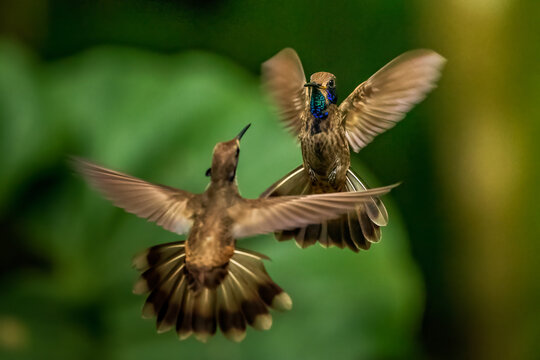 Two Brown violetear hummingbirds (Colibri delphinae) flying, fighting and dancing, Mindo, Ecuador