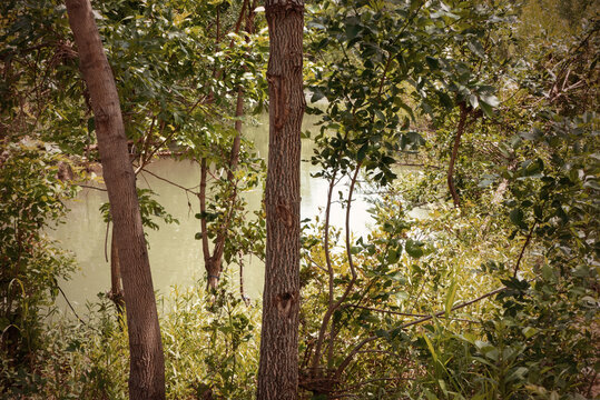 creek, seen through trees in wooded area, in tones of brown, green, tan