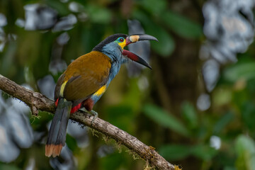 Plate-billed mountain toucan (Andigena laminirostris) a iconic toucan of Andean cloud forest in Mindo Valley, northwestern Ecuador © Tomas Drahos