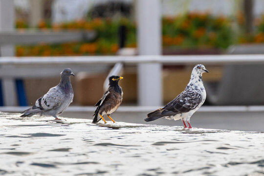 Three urban birds standing together outdoors