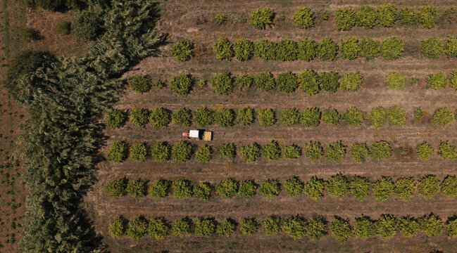 Portugal - 14 August 2026: Aerial view of a tractor working in an apple orchard, showcasing rows of fruit trees, dry soil, and intensive agricultural practices.