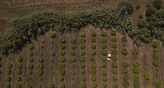 Portugal - 14 August 2026: Aerial view of a tractor working in an apple orchard, showcasing intensive fruit farming with rows of trees and dry soil.