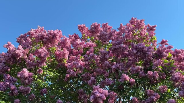 Lilac blooming syringa vulgaris lush bush in spring.