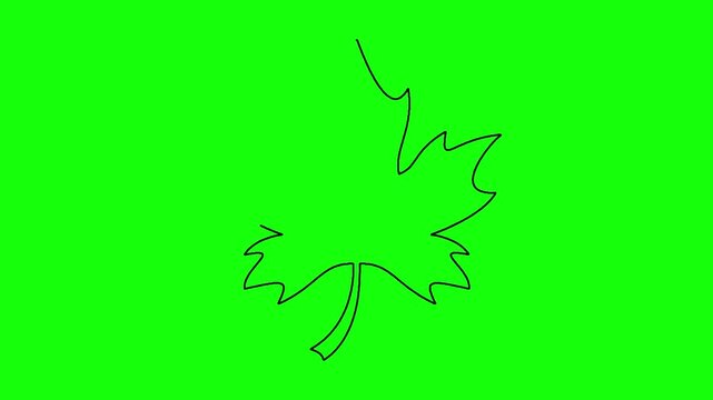 Maple leaf drawing animation sketch appearing and disappearing on vibrant green screen background art.