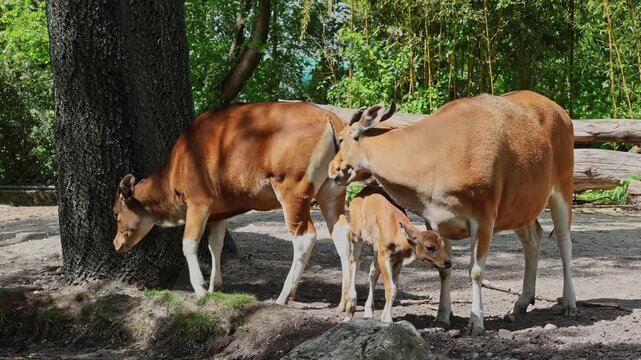 Family of Banteng, Bos javanicus or Red Bull. It is a type of wild cattle But there are key characteristics that are different from cattle and bison: a white band bottom in both males and females.