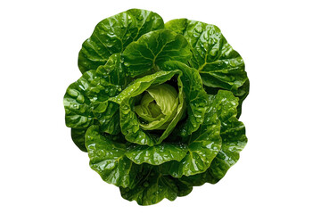 Obraz premium Fresh green lettuce head viewed from above