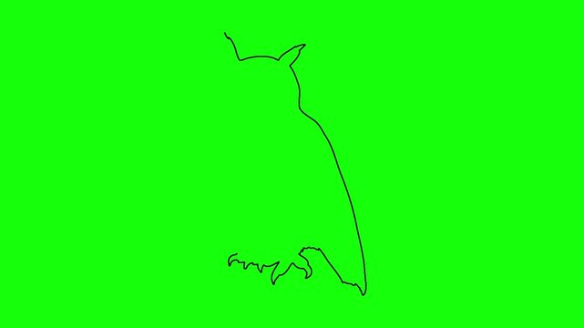Continuous line drawing of an owl bird animation loop isolated on green screen for creative projects.