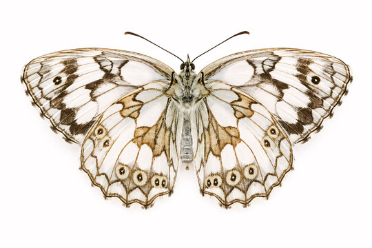 Marbled White Butterfly (Melanargia galathea) Underside Wings Isolated on White Background