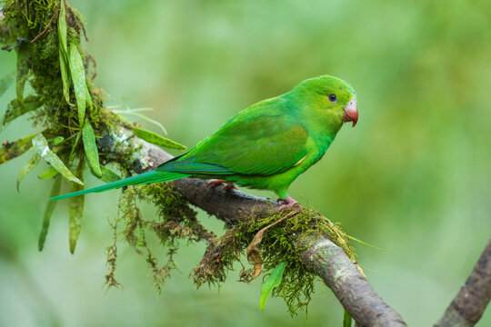 Plain parakeet (Brotogeris tirica) perched on a mossy branch in the Atlantic Forest, Brazil.