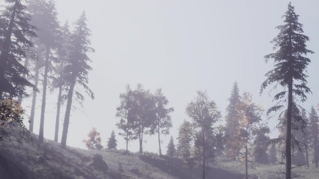 Tall trees fill the landscape under a blanket of fog. The light is soft and diffused, creating a quiet atmosphere. Small patches of greenery can be seen on the ground.
