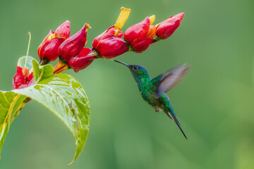 Naklejka premium Violet-capped woodnymph hummingbird (Thalurania glaucopis) male perched on a flowering stem stretching its wings, Atlantic Forest, Brazil.