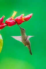 Fototapeta premium A stunning hummingbird Sombre Hummingbird hovering in mid-air to feed on bright red and yellow tropical flowers, set against a smooth green background in Brazil.