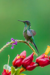 Naklejka premium Violet-capped woodnymph hummingbird (Thalurania glaucopis) male perched on a flowering stem stretching its wings, Atlantic Forest, Brazil.